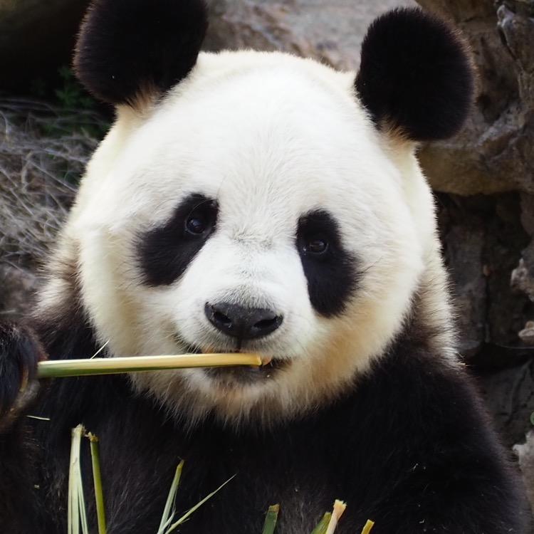 维肯🐼