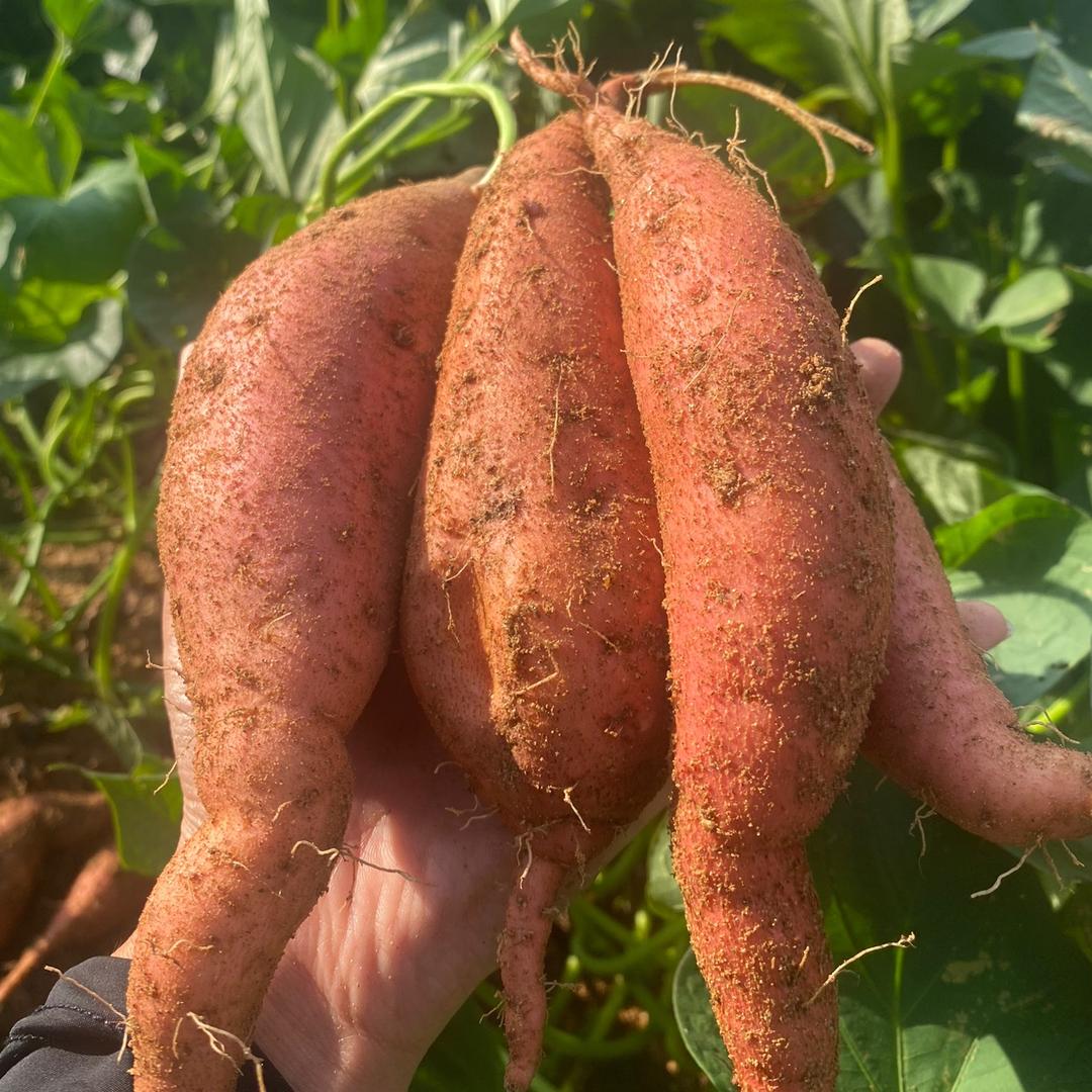 安丘农产品优品店