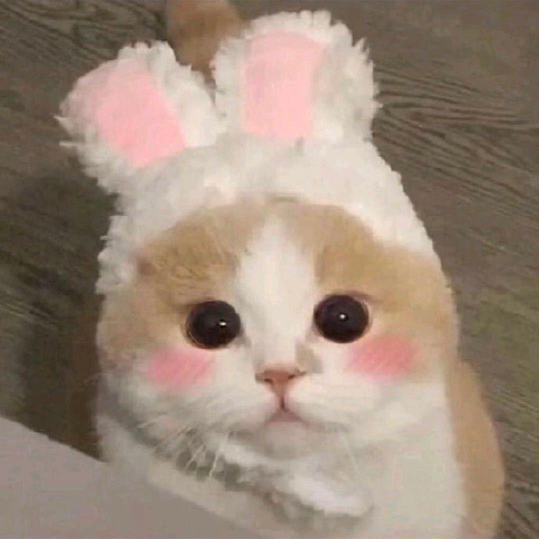 二喵酱的美好生活🐾