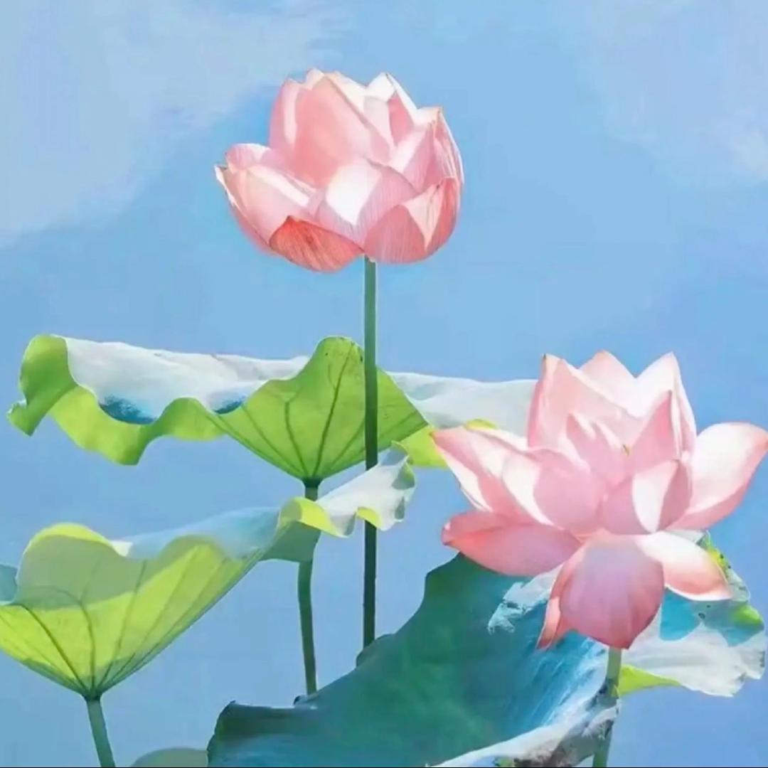 星罗 好物
