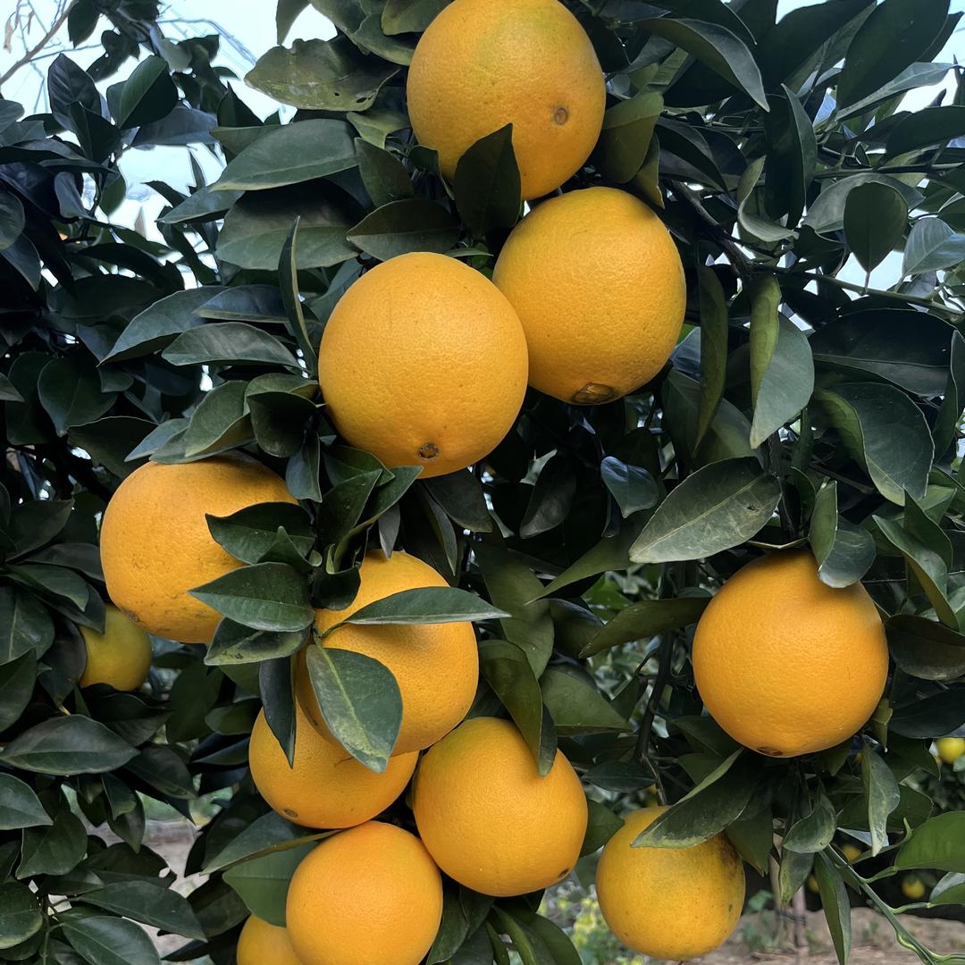 鲜维果蔬·果园直发