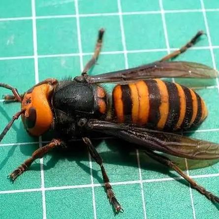 斌鑫农产品优选