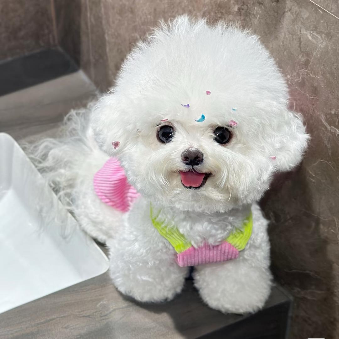 崽崽家的韩系比熊