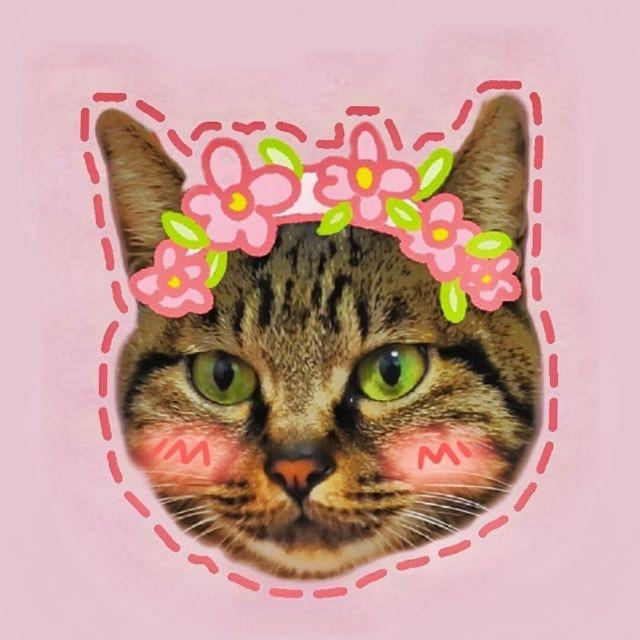 桃花修猫🐱