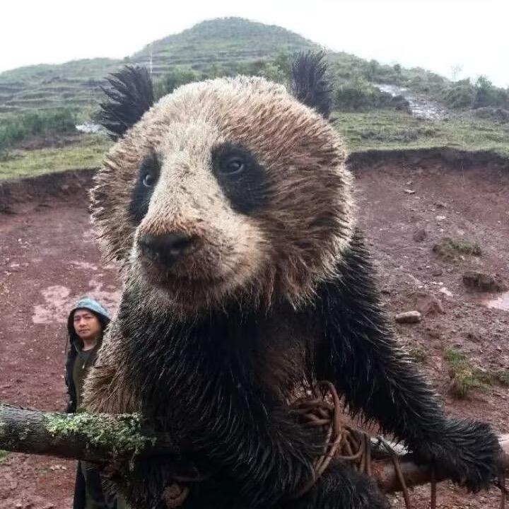 紫竹