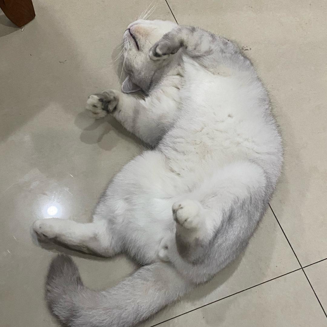唐果寓