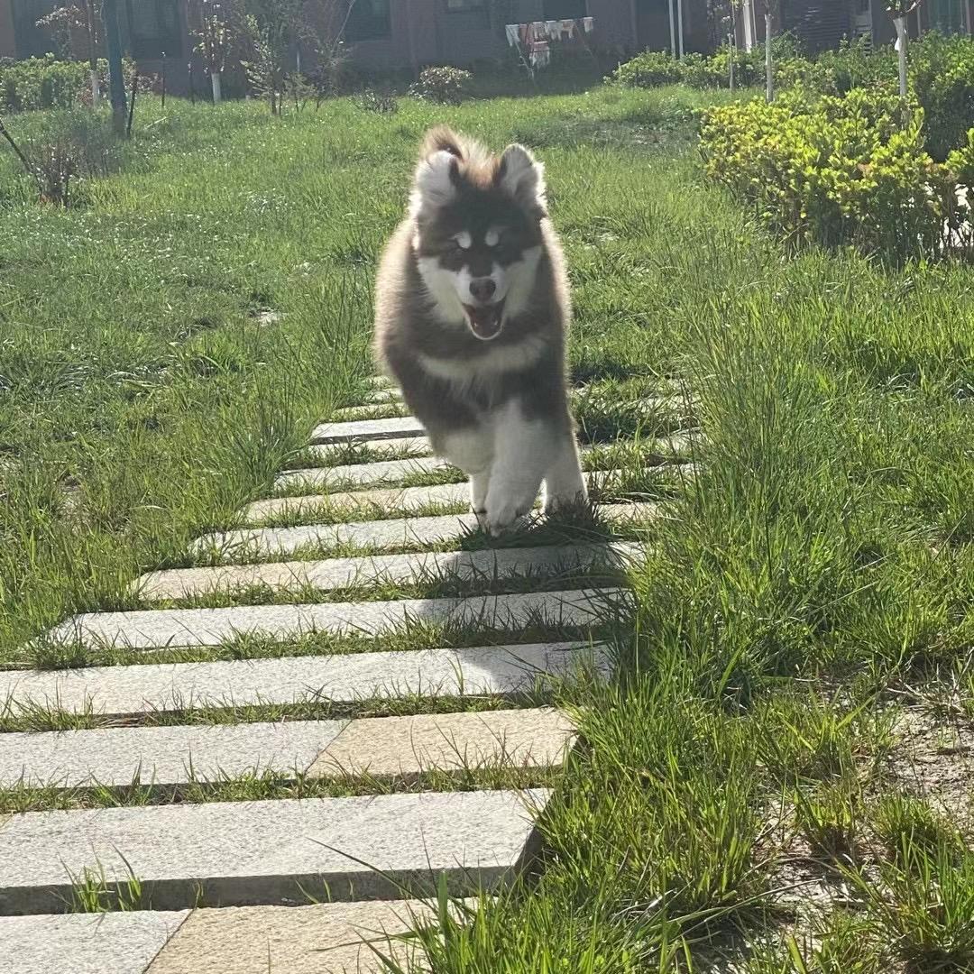 🐶菊花
