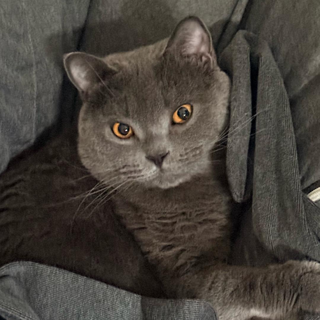 苍蝇拍子（三角洲魔王护航）