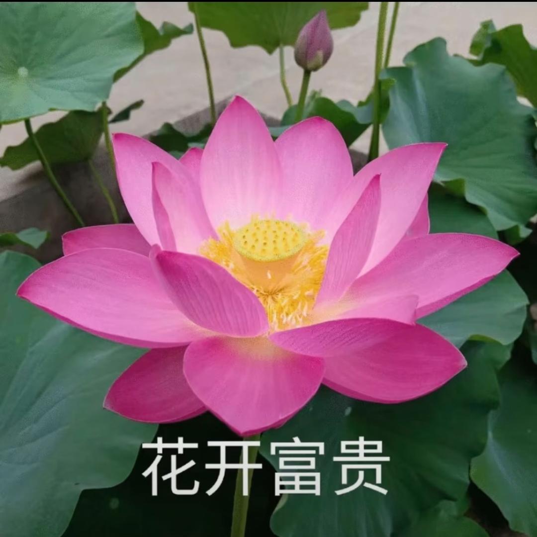 竹蜻蜓