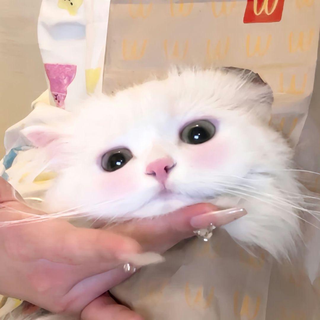 今晚吃什么🍪