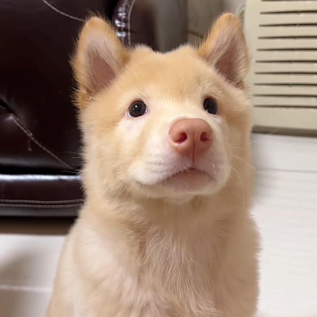 烧包谷日记@抖音