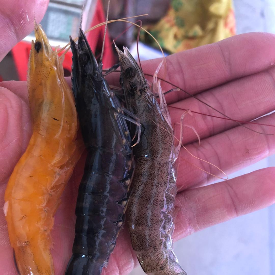 十里街生鲜小时达新阳掂