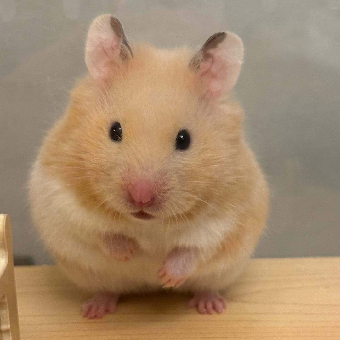🐹花生酱妹妹の