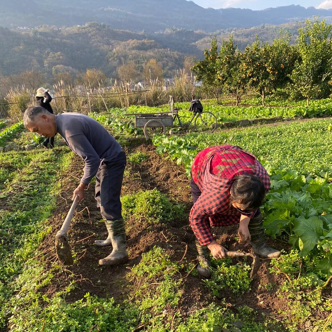 重庆丰民农资-丰收姐