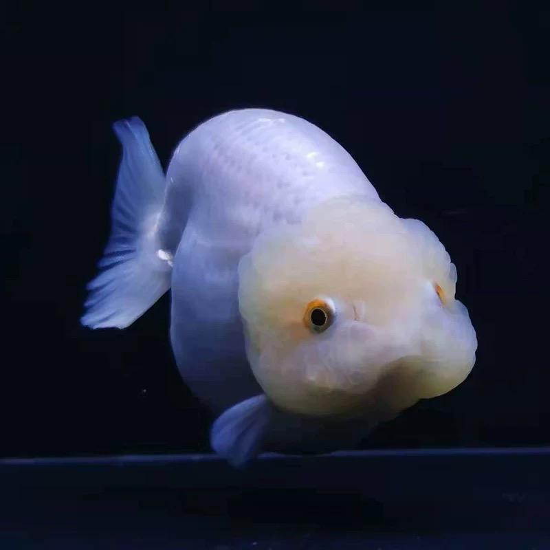 福清泡泡水族