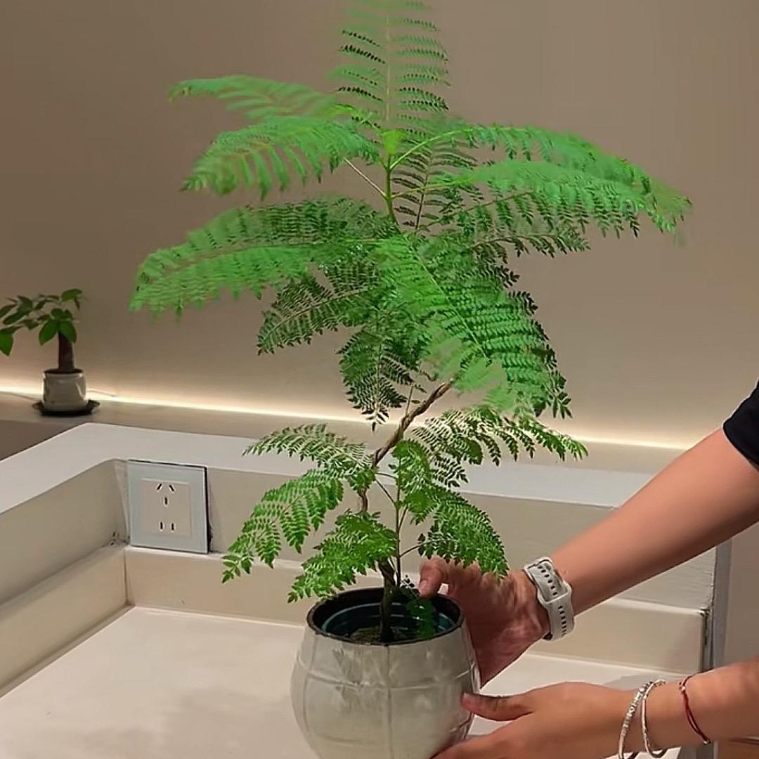 发发发绿植