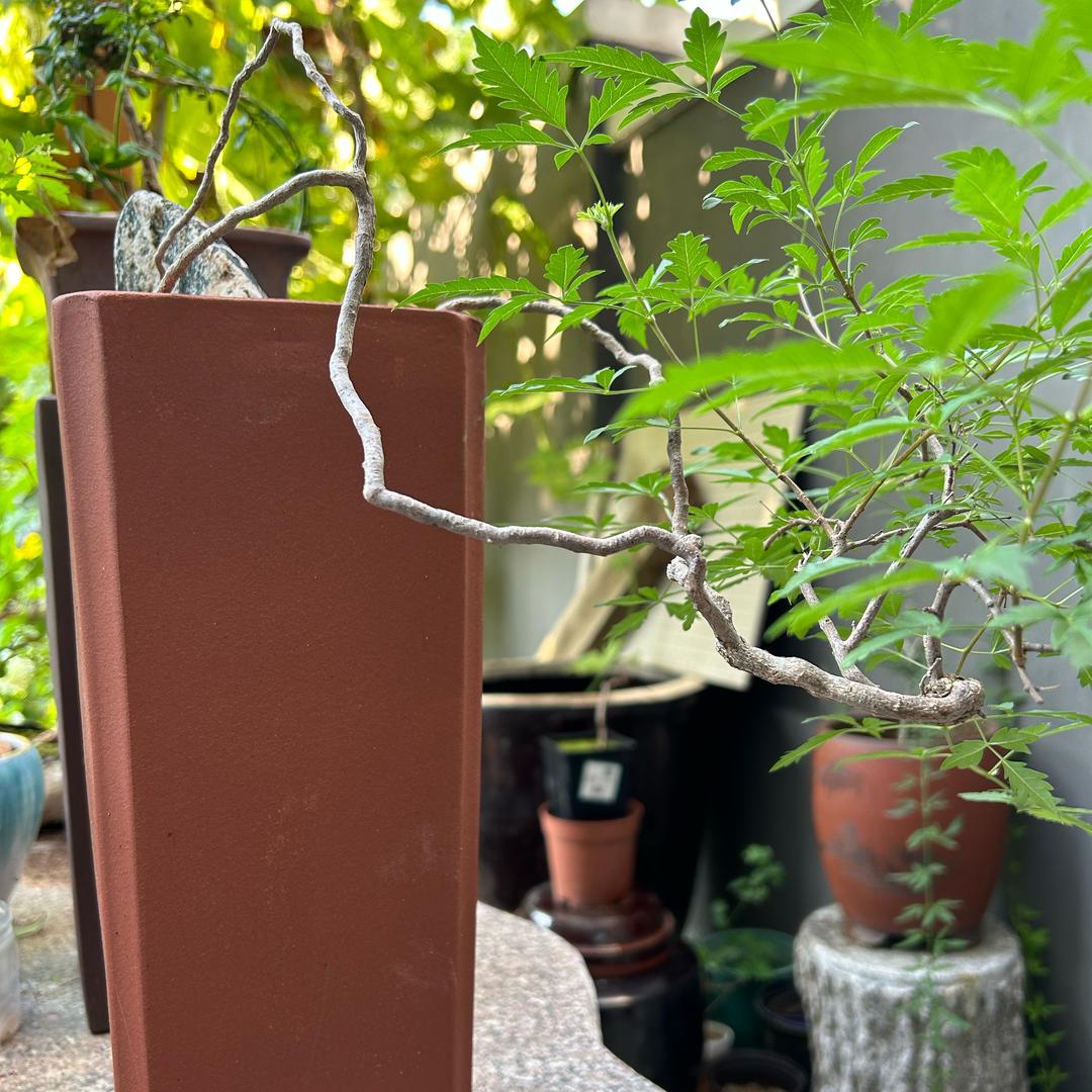 珠穆朗玛峰的峰