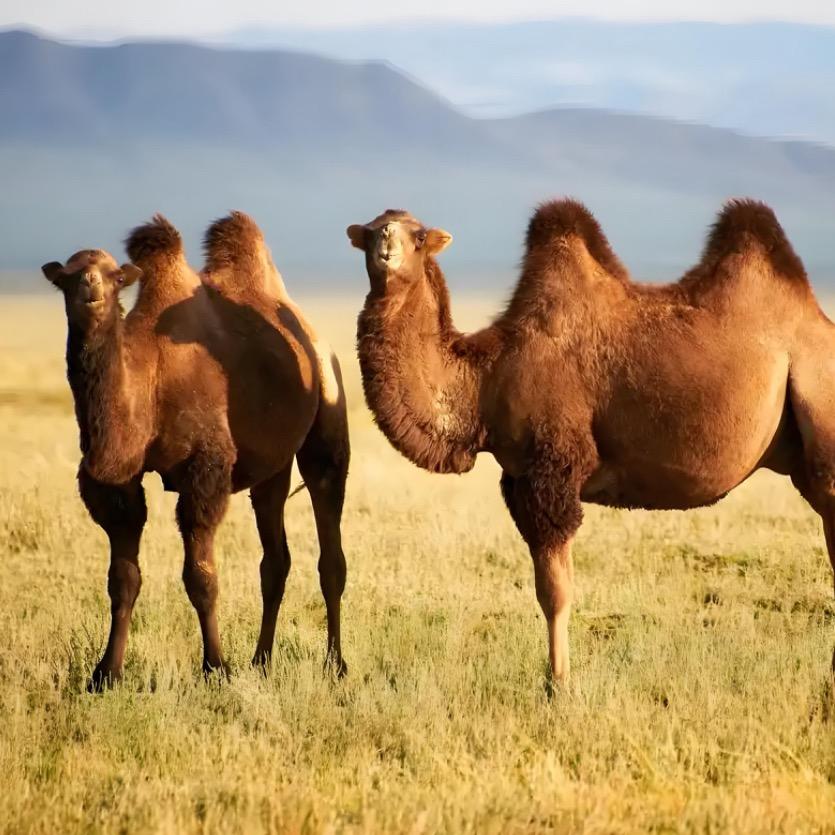 新驼.新疆纯骆驼奶