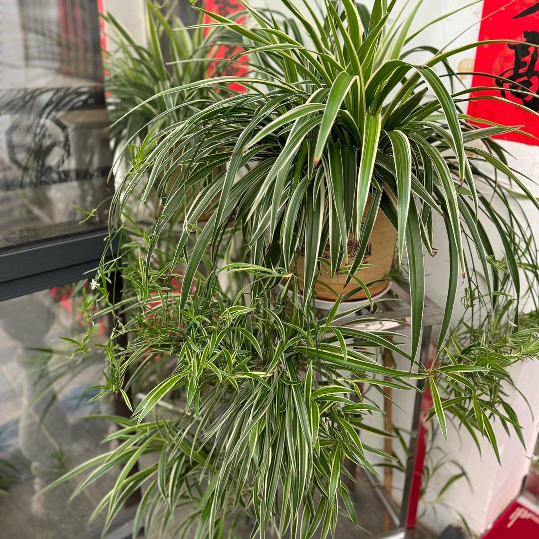 静待花开