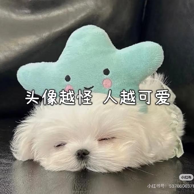 小青你的小白呢