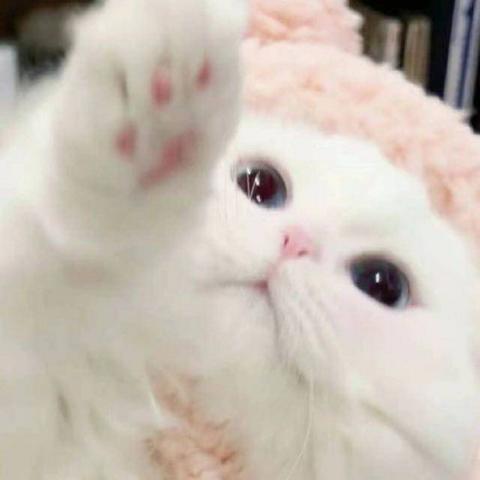 喵