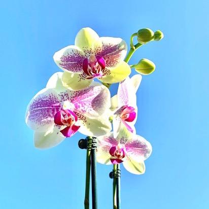 一花一世界FlowerCorner