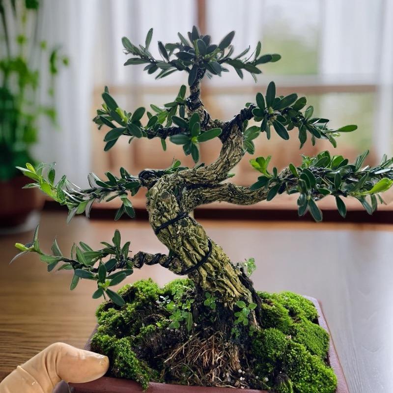 牛妹盆景园