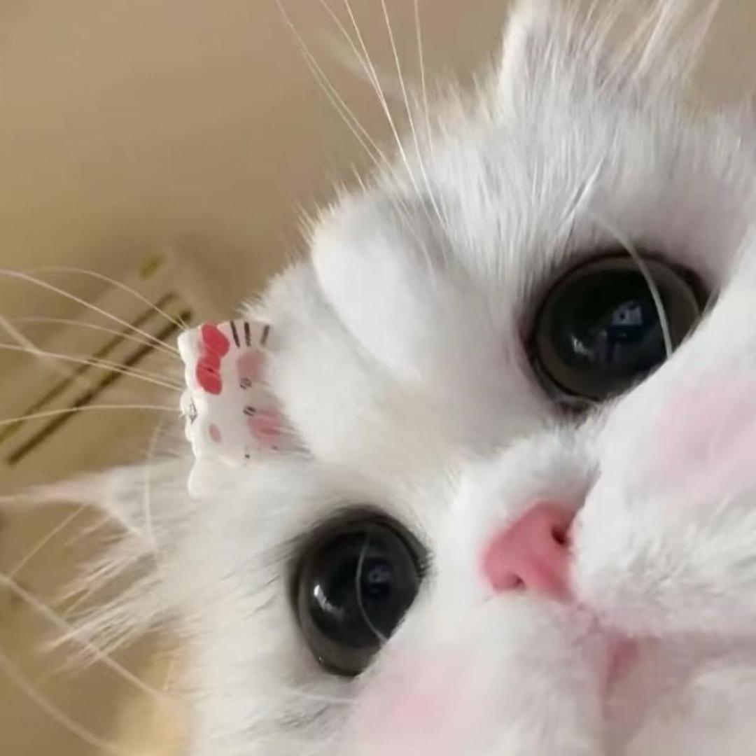 小熊贝贝