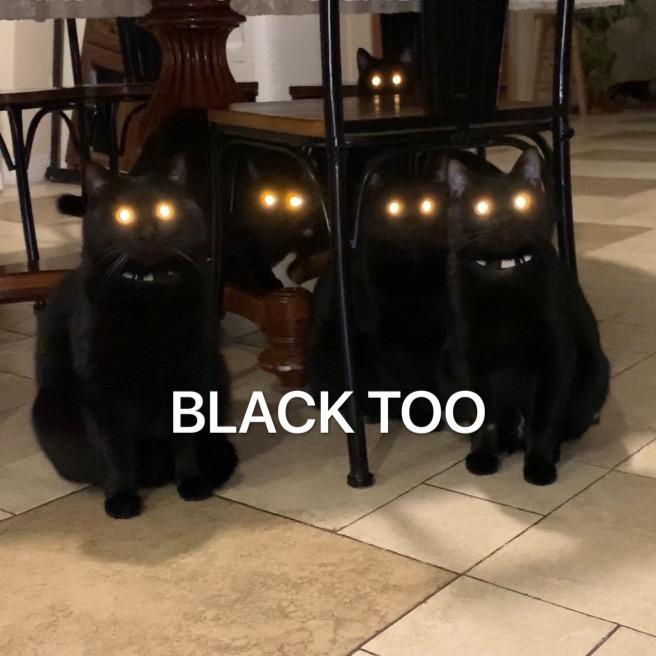 早安兔子的15只黑猫@抖音