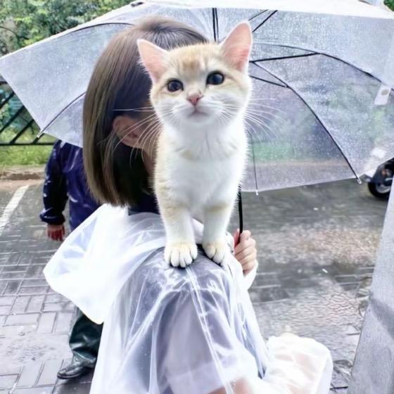 Huang Yixuan福利.颜值猪播