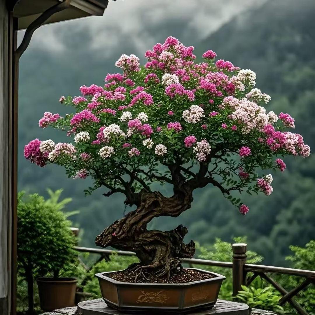 百香果🎋