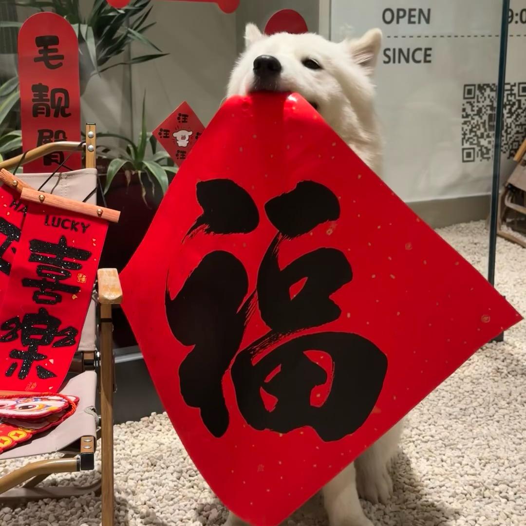 呆瓜兄弟切片号