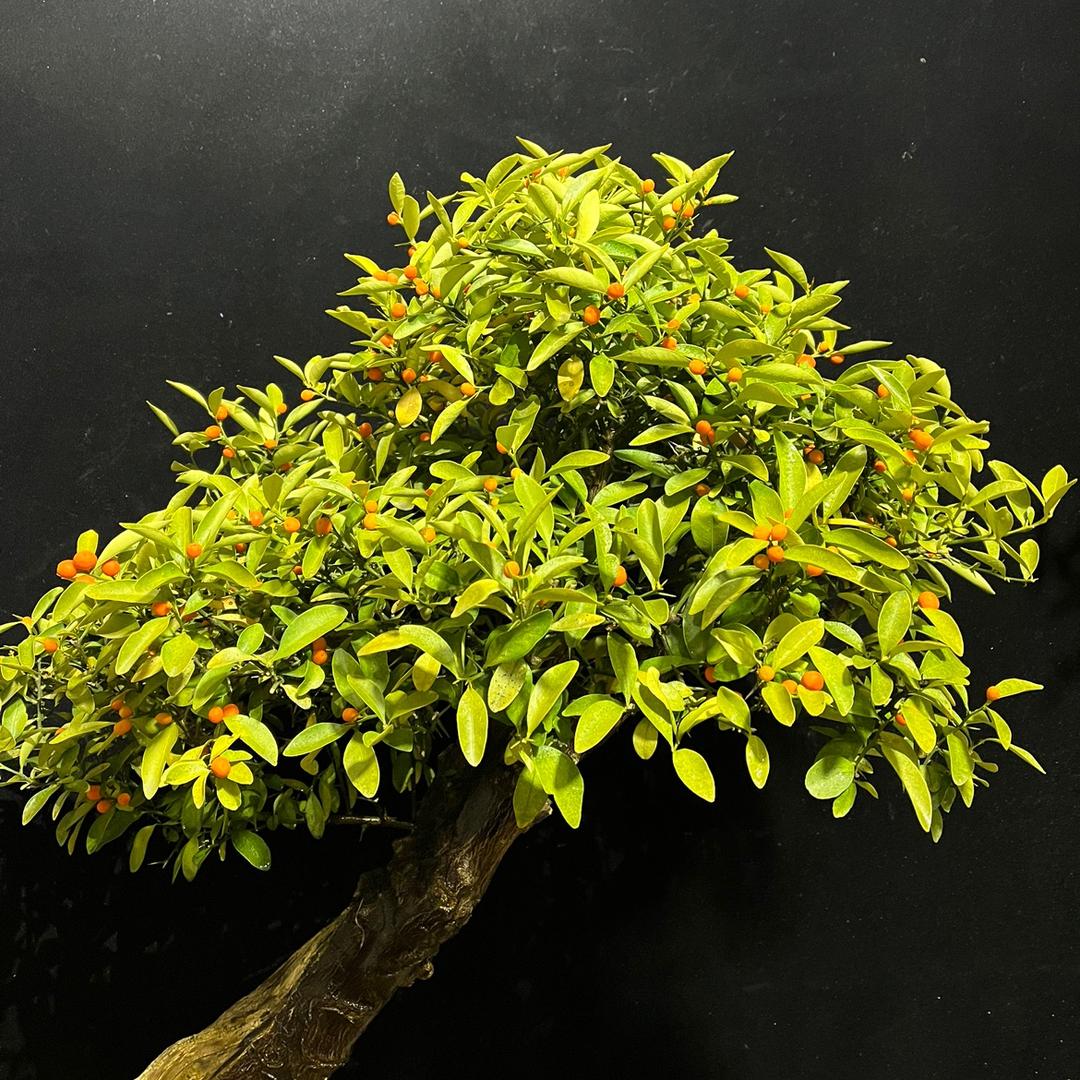 植地艺庄园香芋绿植