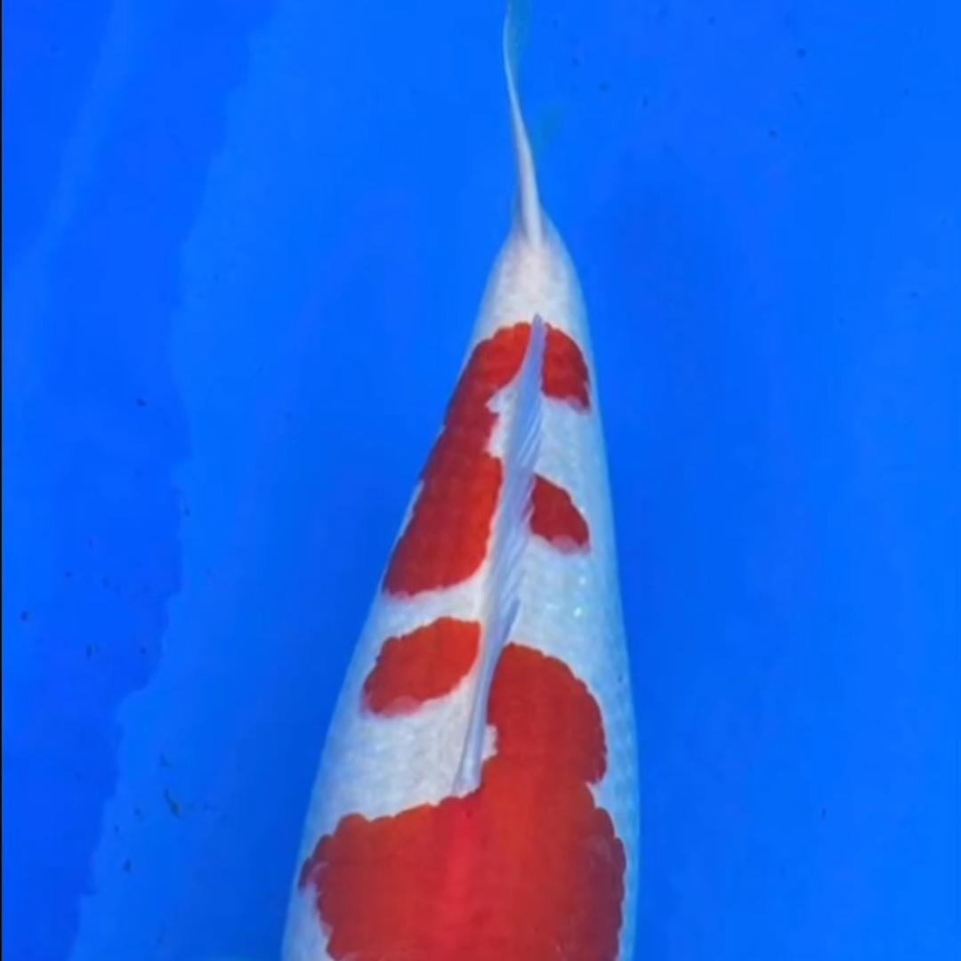 紫园盆栽二号店1