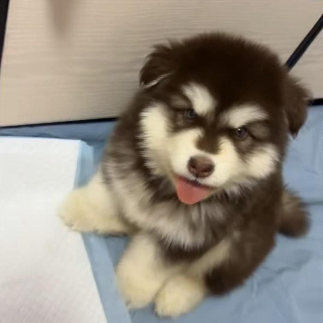 铁蛋不是蛋🐶