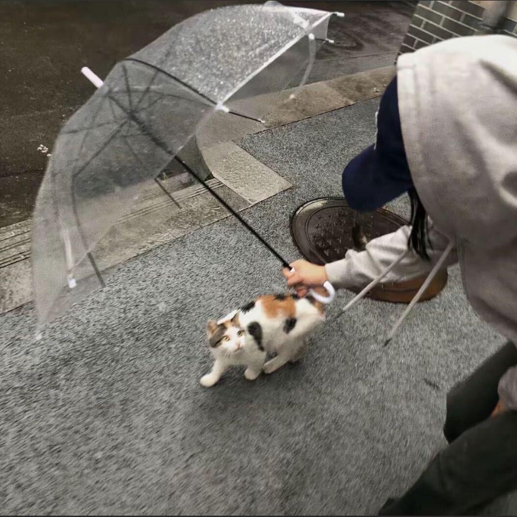 咩咩