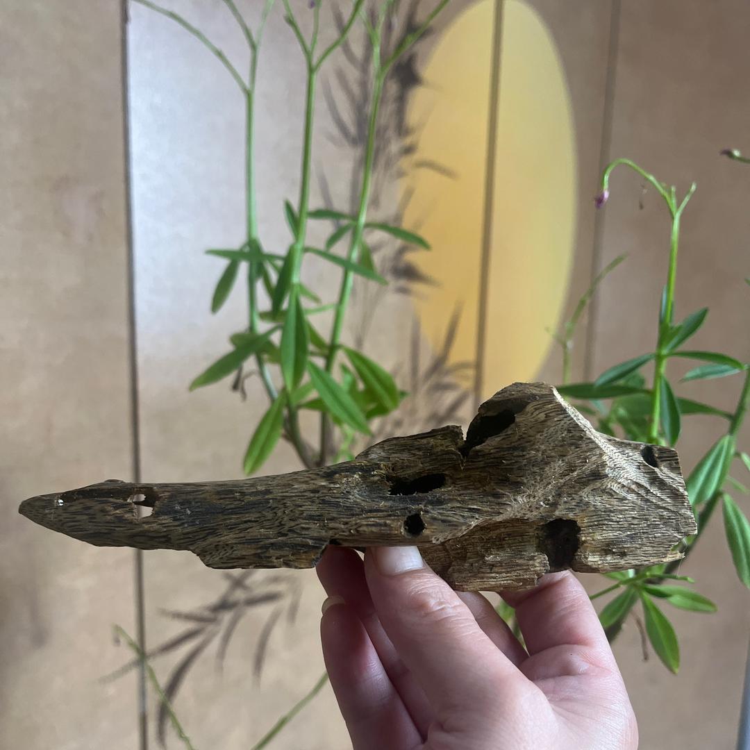 沉香王子(中国沉香之乡)