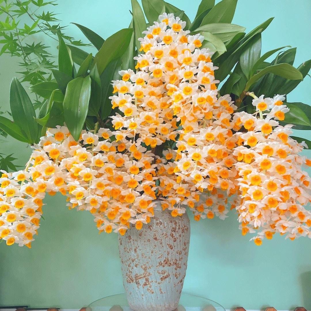 花非花石斛花卉