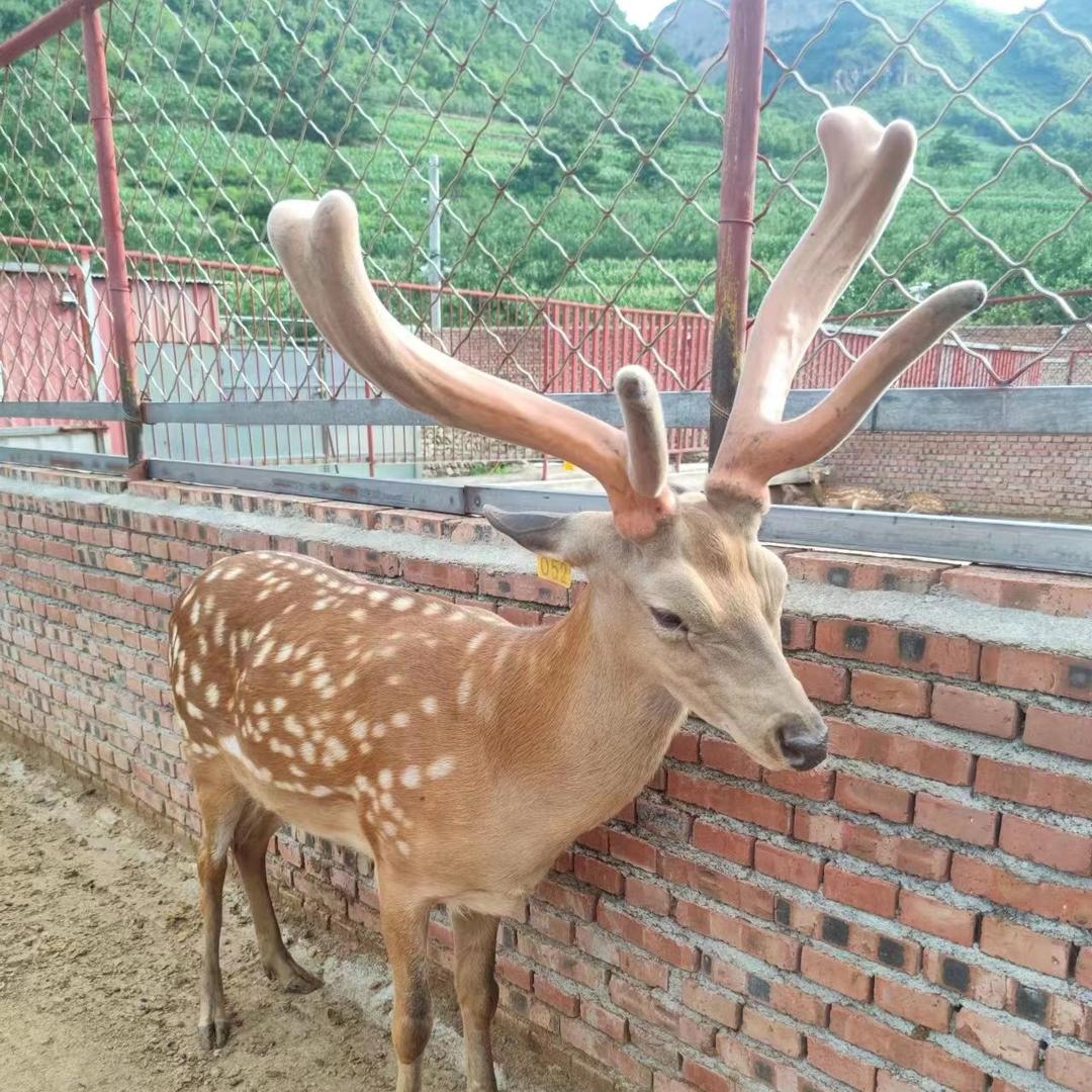 卫东鹿业电子商务商行