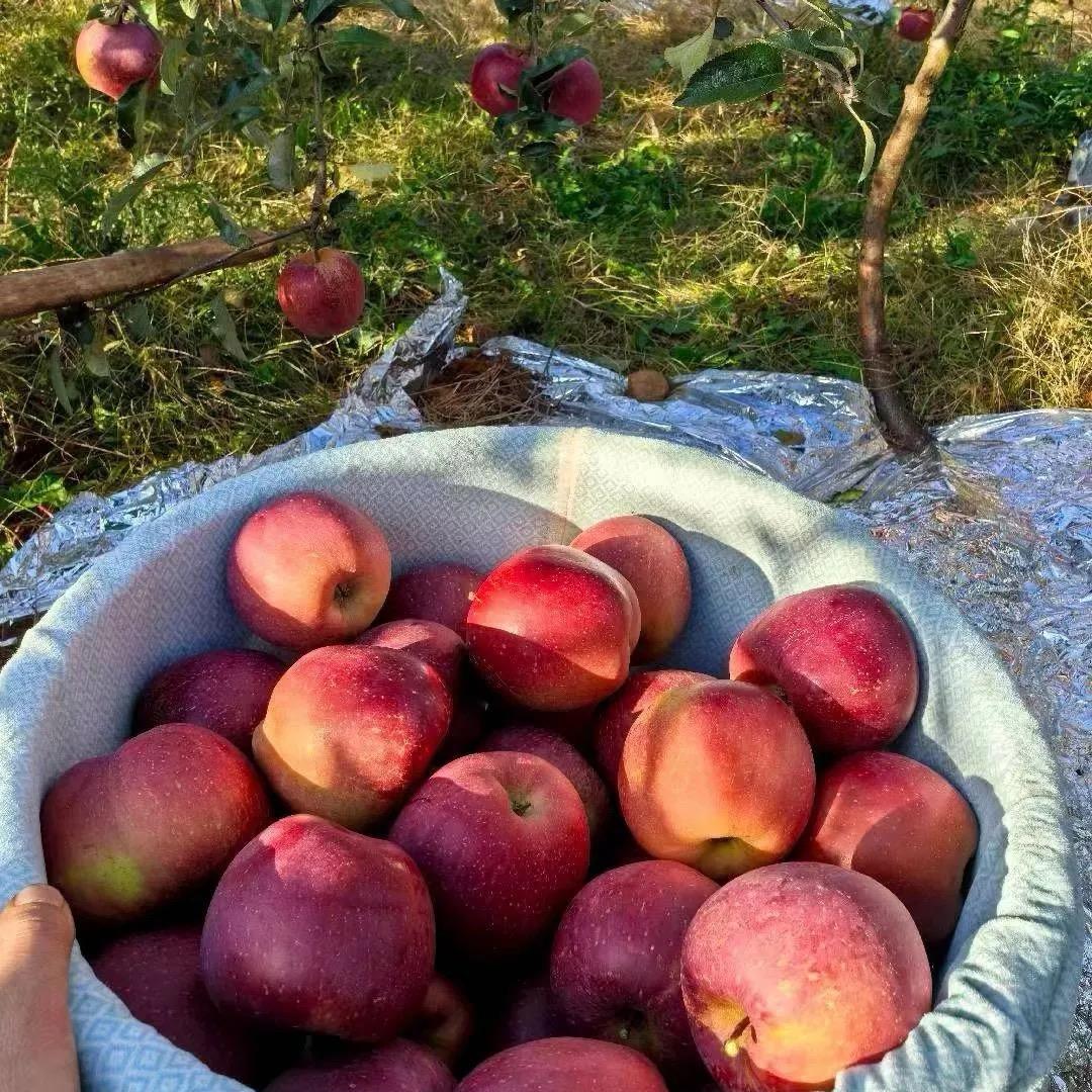 邻家果果