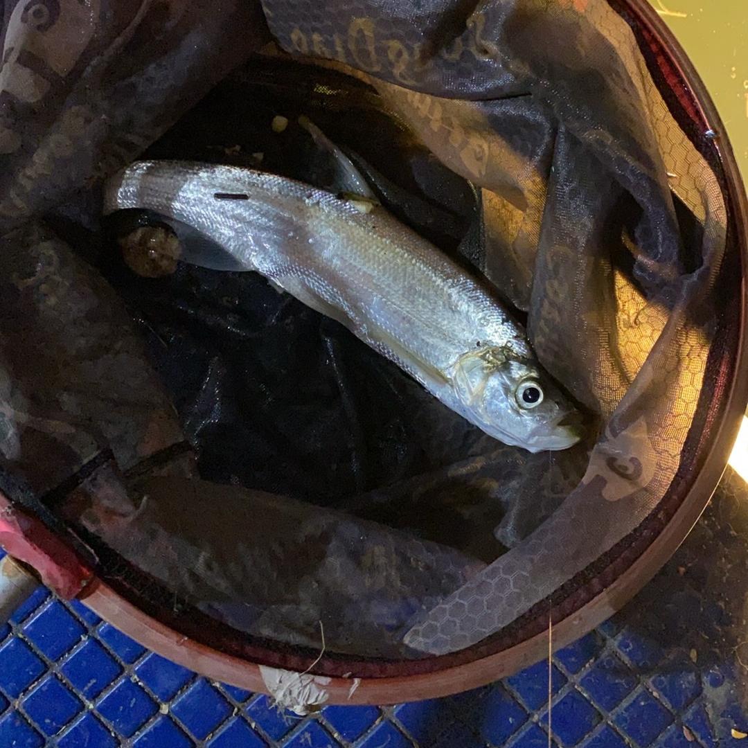亭子口华羽垂钓农家