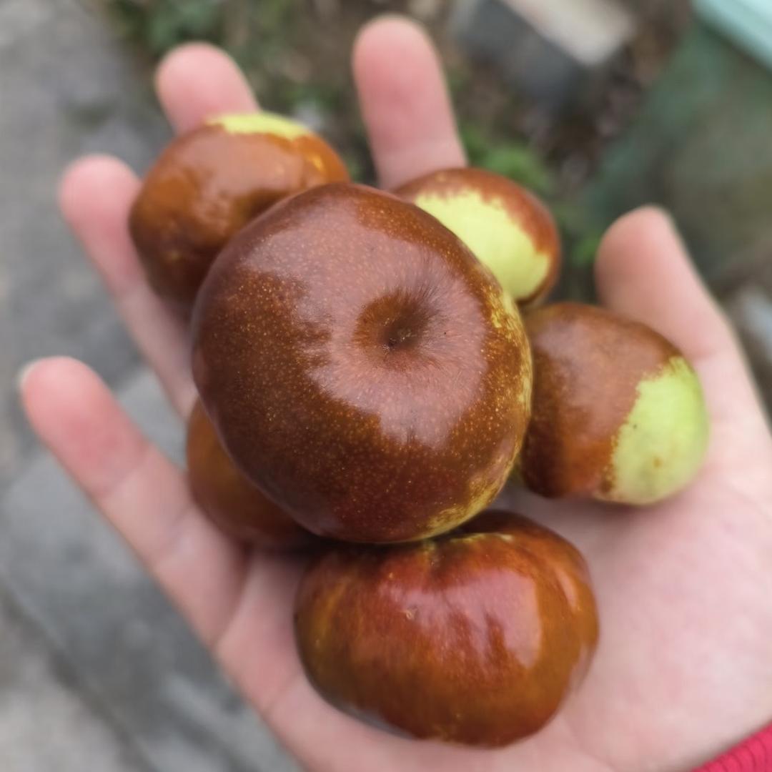 中盛花卉果树园艺