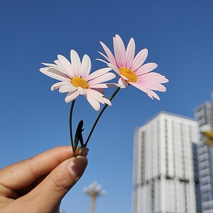 疆云的花🌸