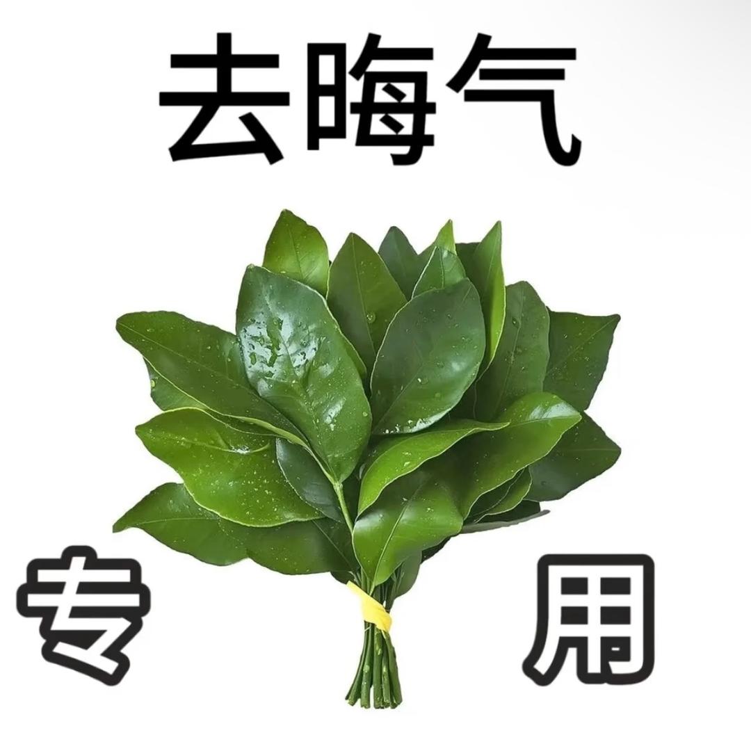 小丸犊子