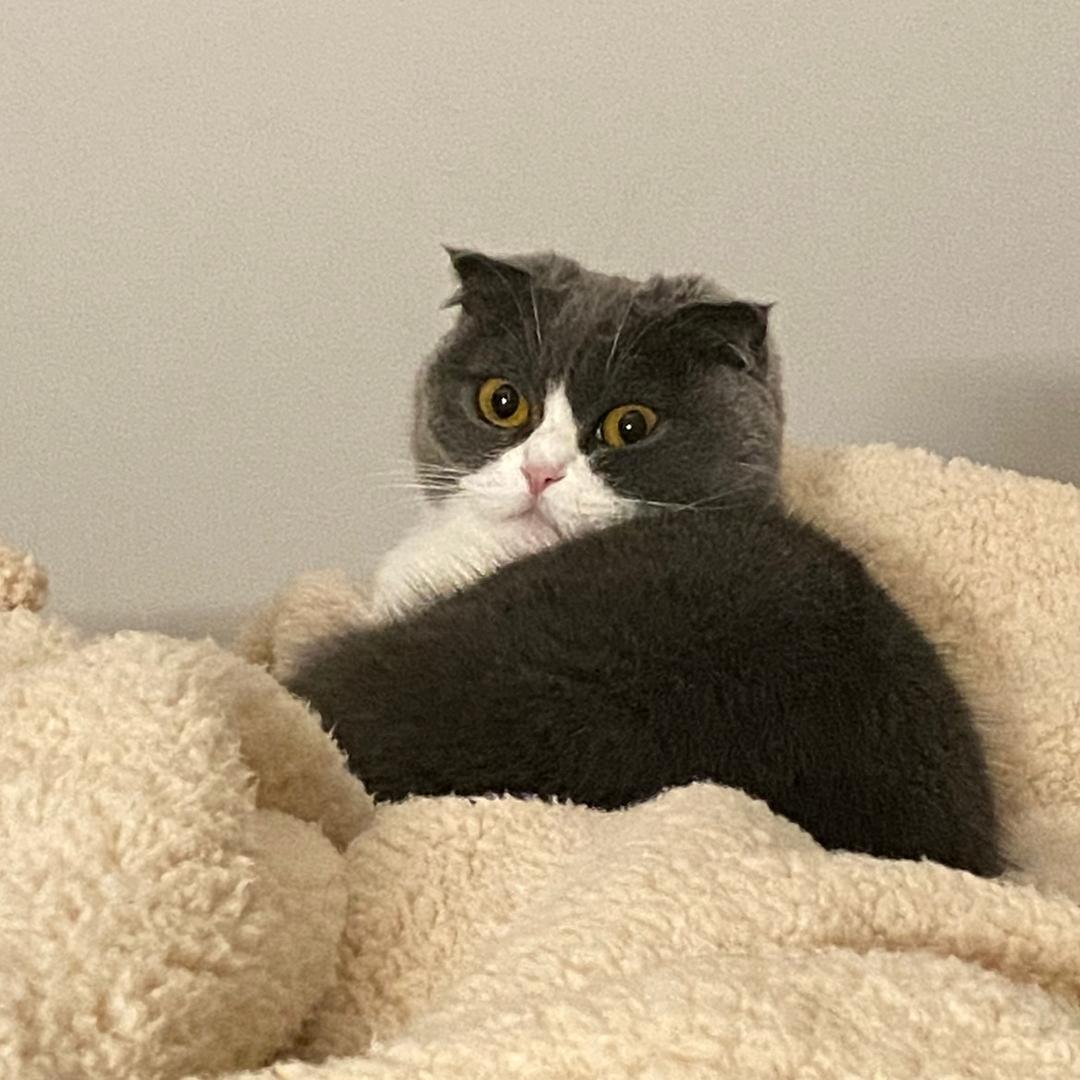 努力搬砖赚猫粮