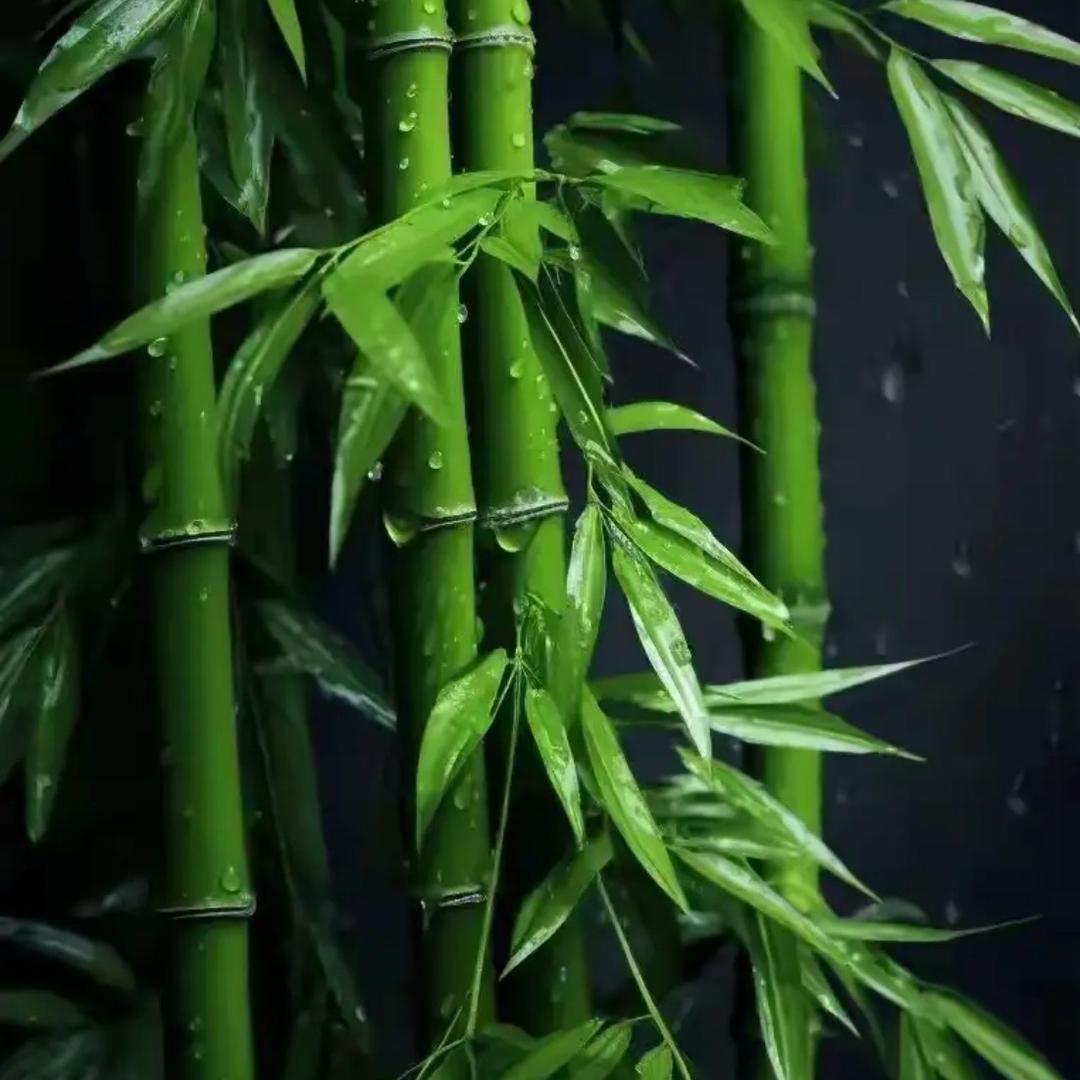 涛子小院