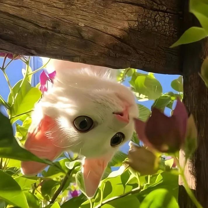 我玩虞姬你拿瑶