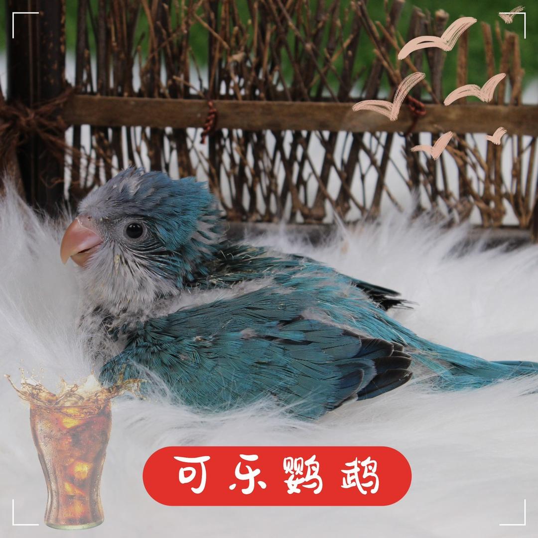 汽水鹦鹉
