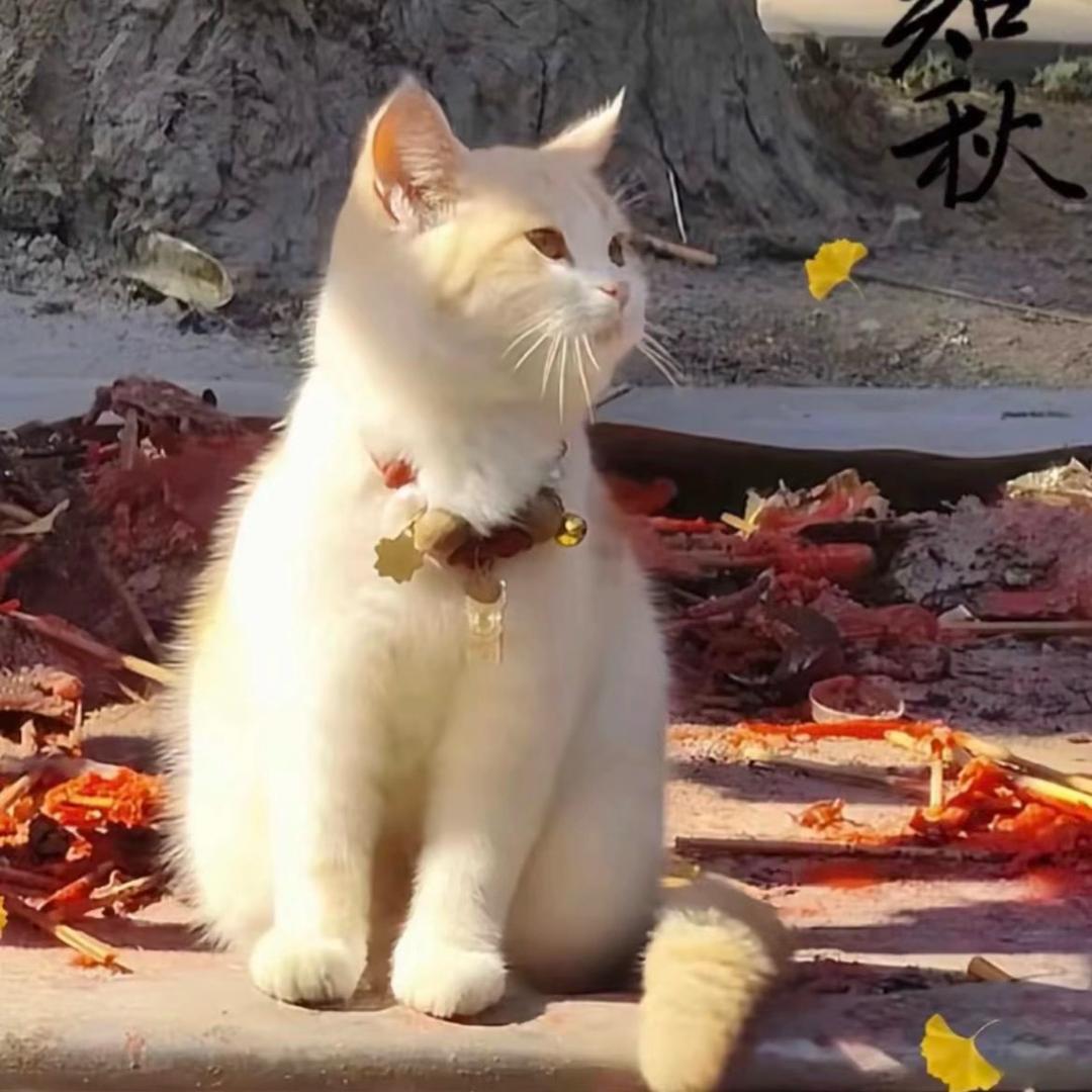 星星爱吃猫猫🐱