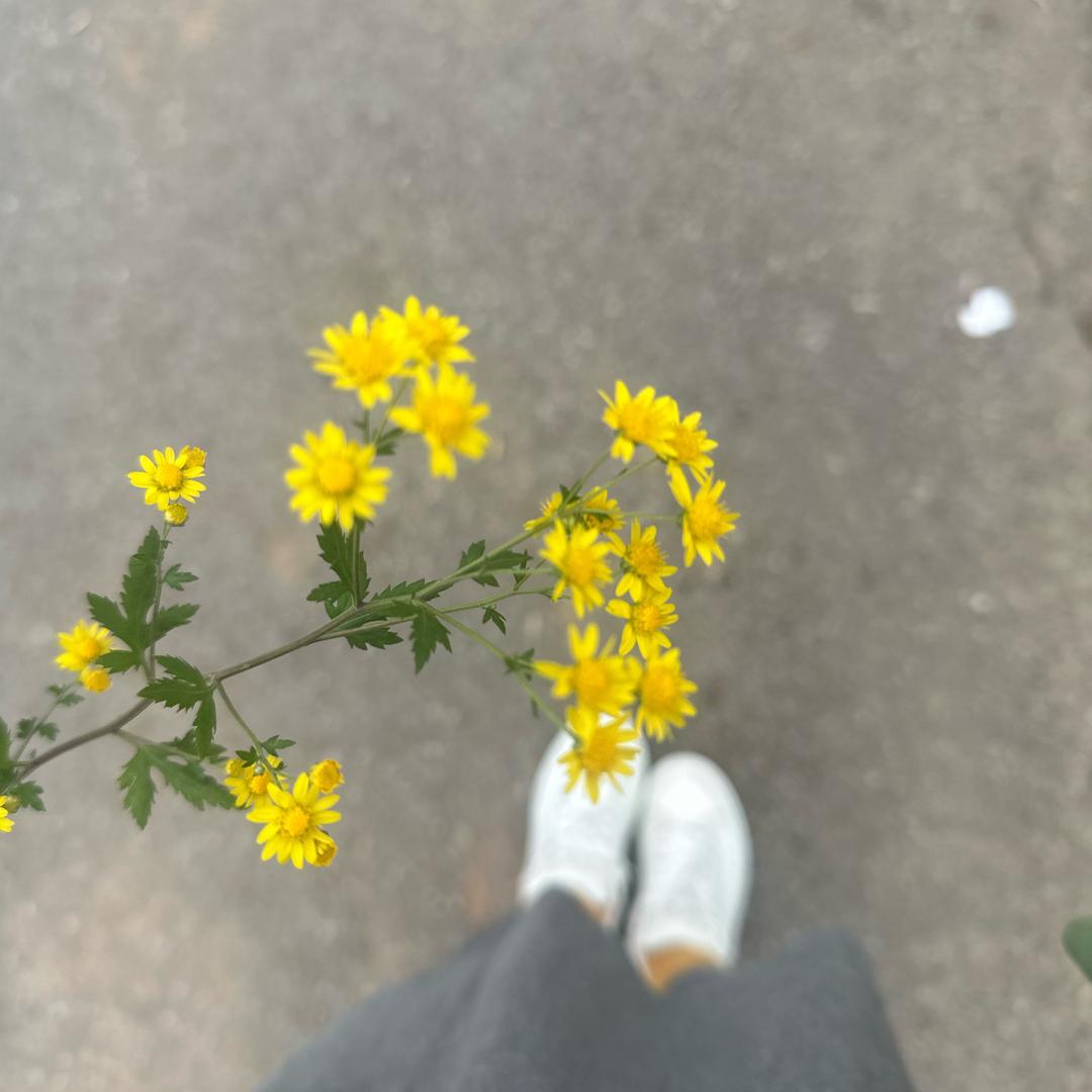 🌻栀子花